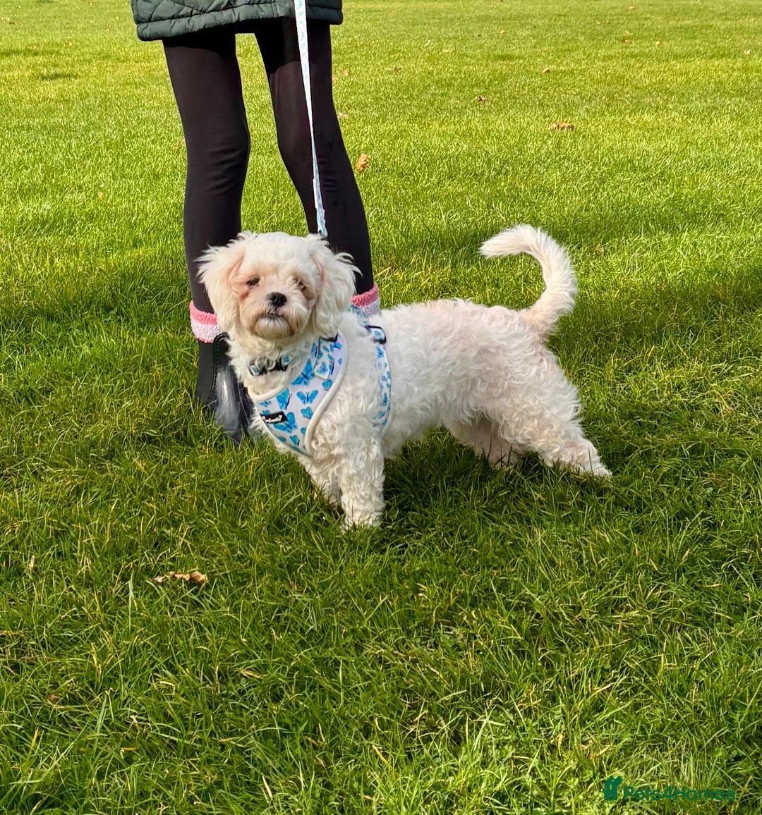 Zuchon dogs for sale: Lovely little Bichon x Shih Tzu aged 4  - Image 5