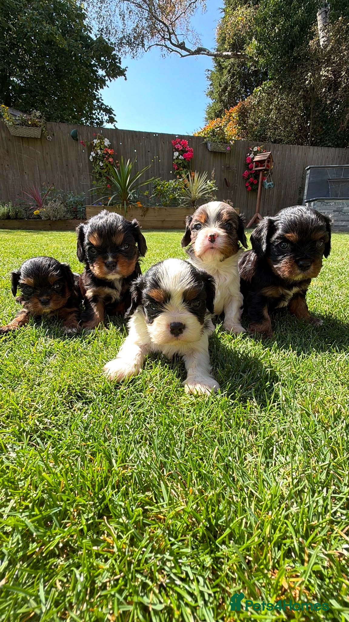 Cavalier King Charles Spaniel dogs Stunning cavalier King Charles spaniel puppies  - Advert 1