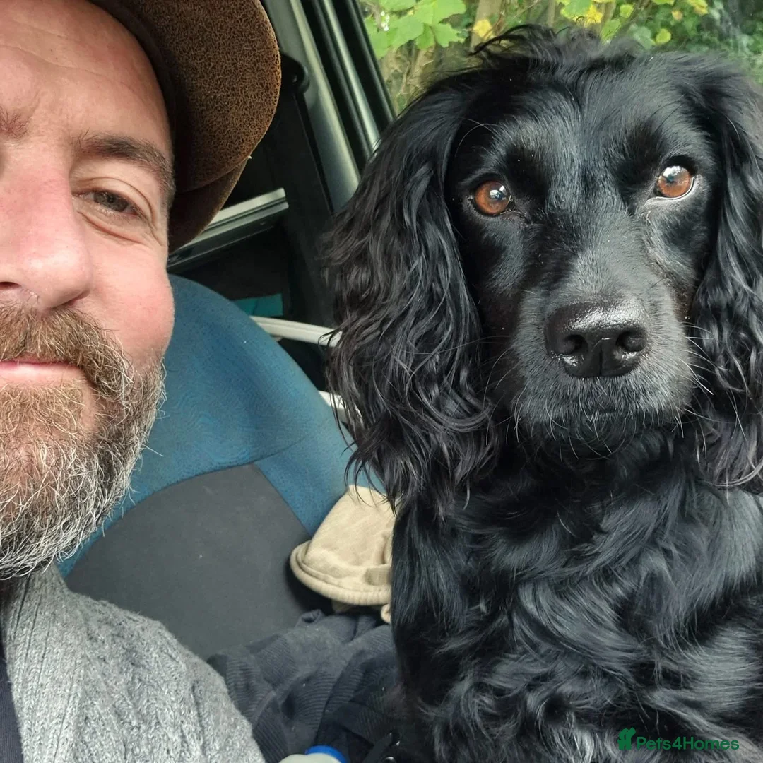 Cocker Spaniel dogs for sale:  Beautiful Working Cocker Spaniel bitch - Advert 7