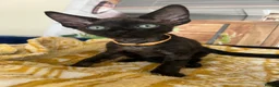 Devon Rex cats for sale: Affectionate Devon Rex kittens - Advert 26