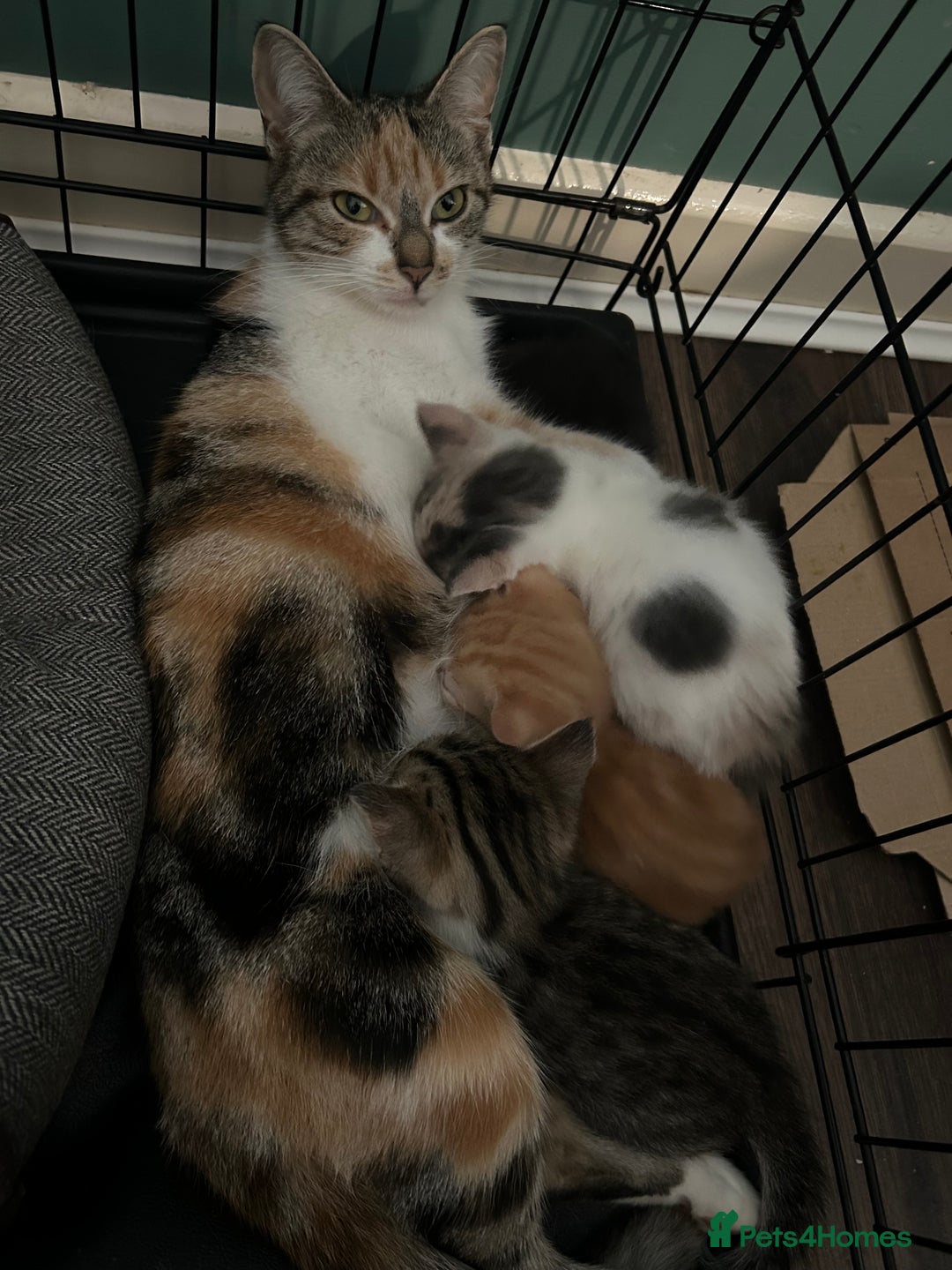 British Shorthair cats for sale: 4 kittens for sale: 3 girls 1 boy mixed coats  - Image 2