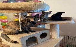 Mixed Breed cats for sale: Kittens looking for a forever family  - Image 7