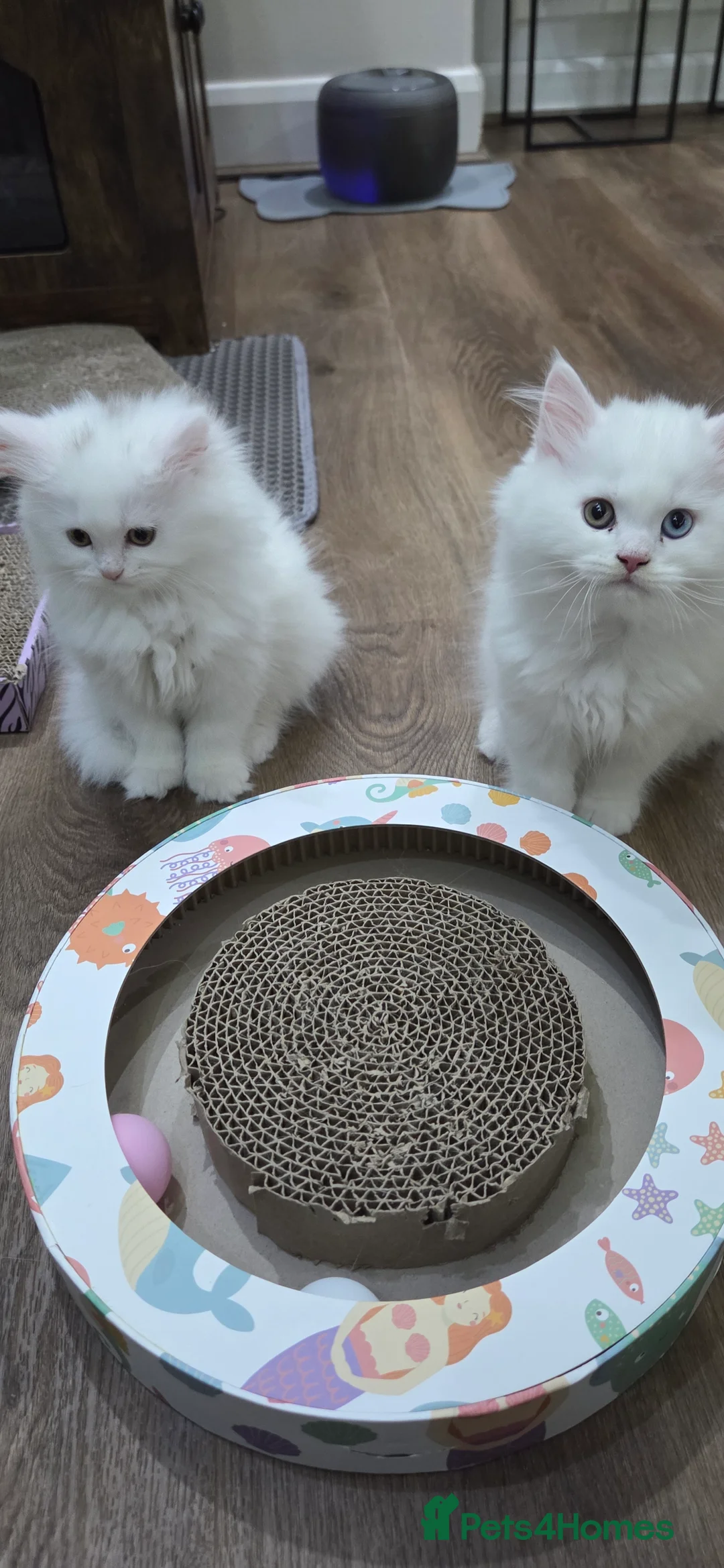 Persian cats for sale: Ready for new home Persian kittens - Advert 25
