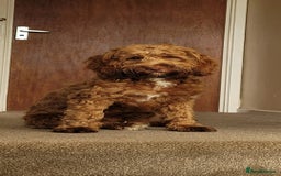 Cockapoo dogs for sale: 10 month old female Cockapoo  - Advert 1