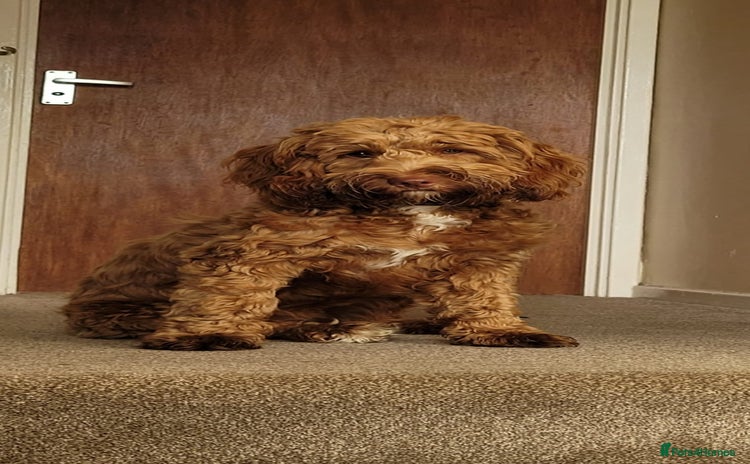 Cockapoo dogs 10 month old female Cockapoo  - Advert 1