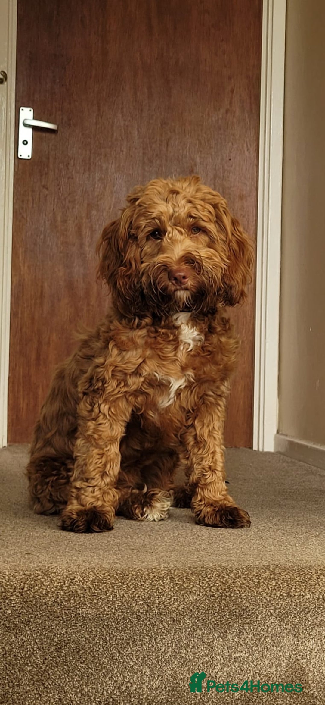 Cockapoo dogs for sale: 10 month old female Cockapoo  - Advert 1