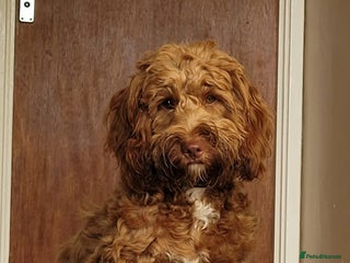 Cockapoo dogs 10 month old female Cockapoo - Advert 1