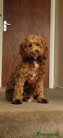 Cockapoo dogs 10 month old female Cockapoo - Advert 1