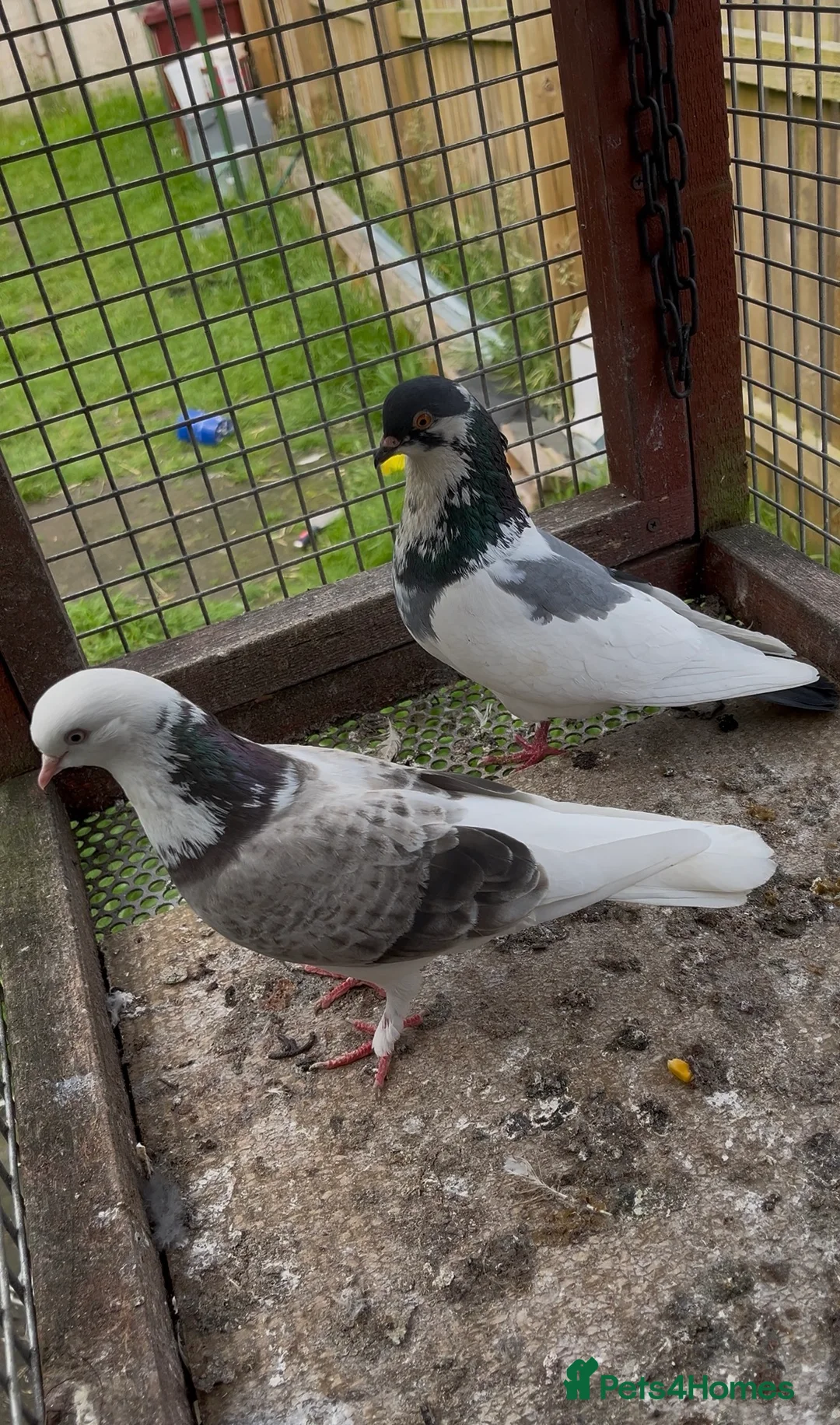 Pigeons birds for sale: This a pair of pigeons  - Advert 1