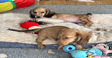 Miniature Dachshund dogs - Advert 10