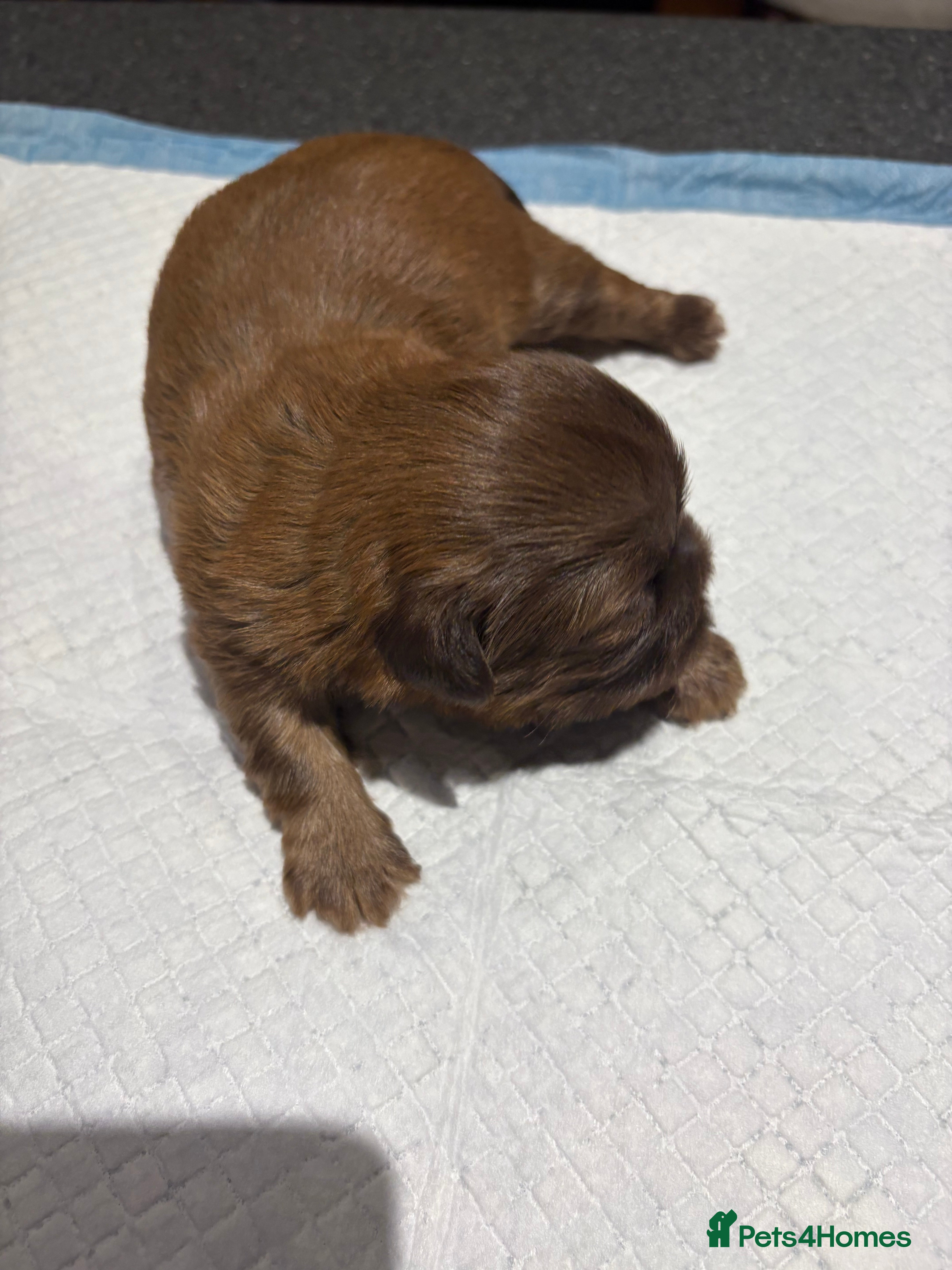 Shih Tzu dogs Bailey for stud in Spalding - Advert 23