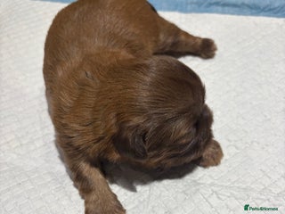 Shih Tzu dogs Bailey for stud in Spalding - Advert 23