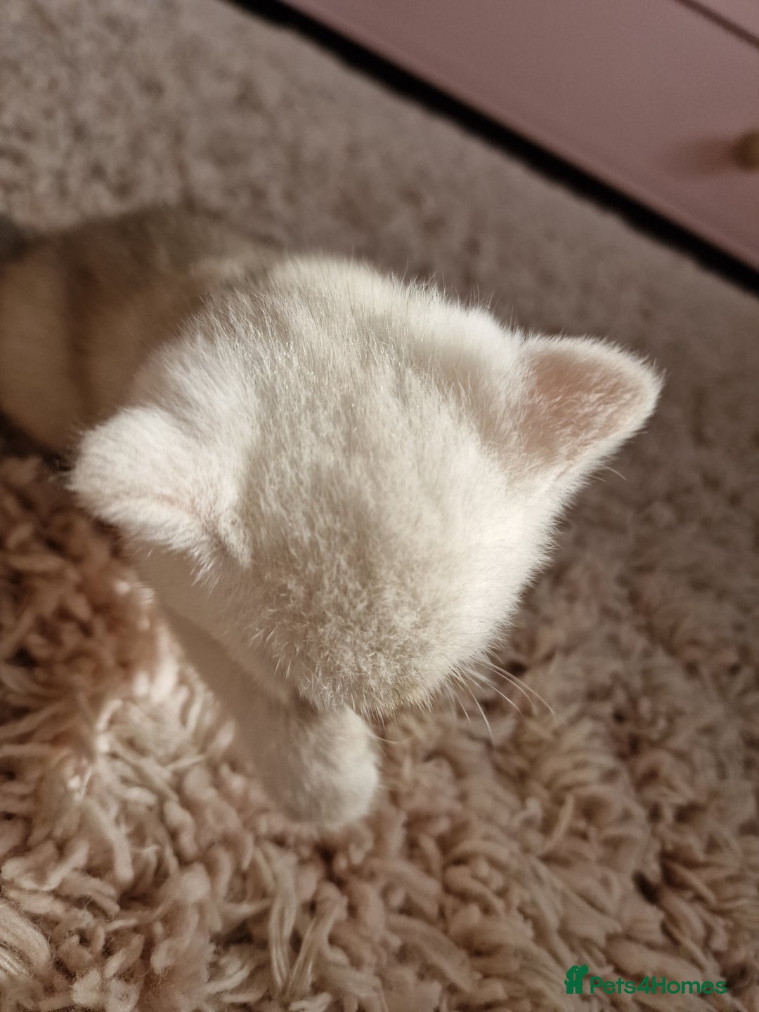 British Shorthair cats for sale: BSH 4 kittens ready for reservation  - Image 14
