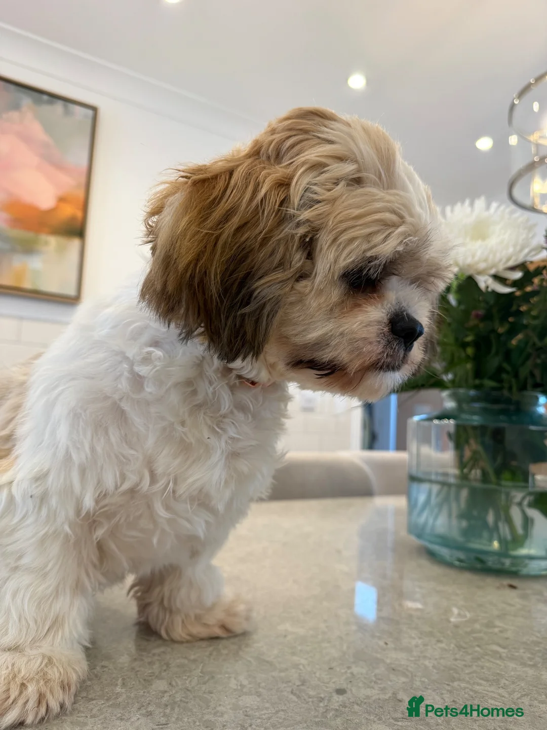 Zuchon dogs for sale: The most beautiful little girl to be rehomed 😭 - Advert 2