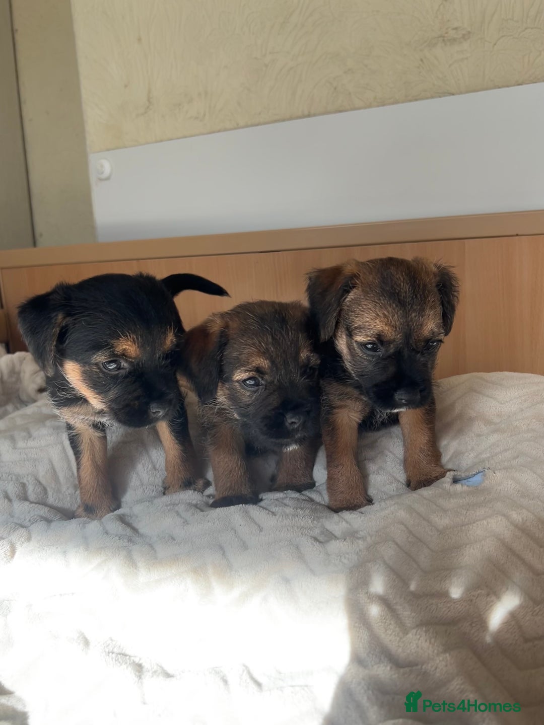 Border Terrier dogs for sale: Border Terrier Puppies - Ready now 🐾  - Image 17