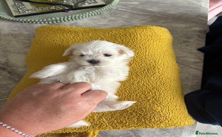 Maltese dogs in Thetford - Advert 10