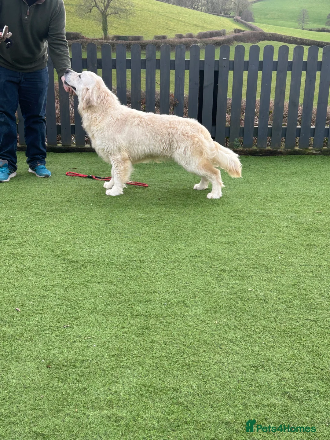 Golden Retriever dogs for sale: Fully health tested kc registered litter - Advert 19