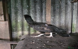 Softbills birds for sale: Shamo chicken - Image 3