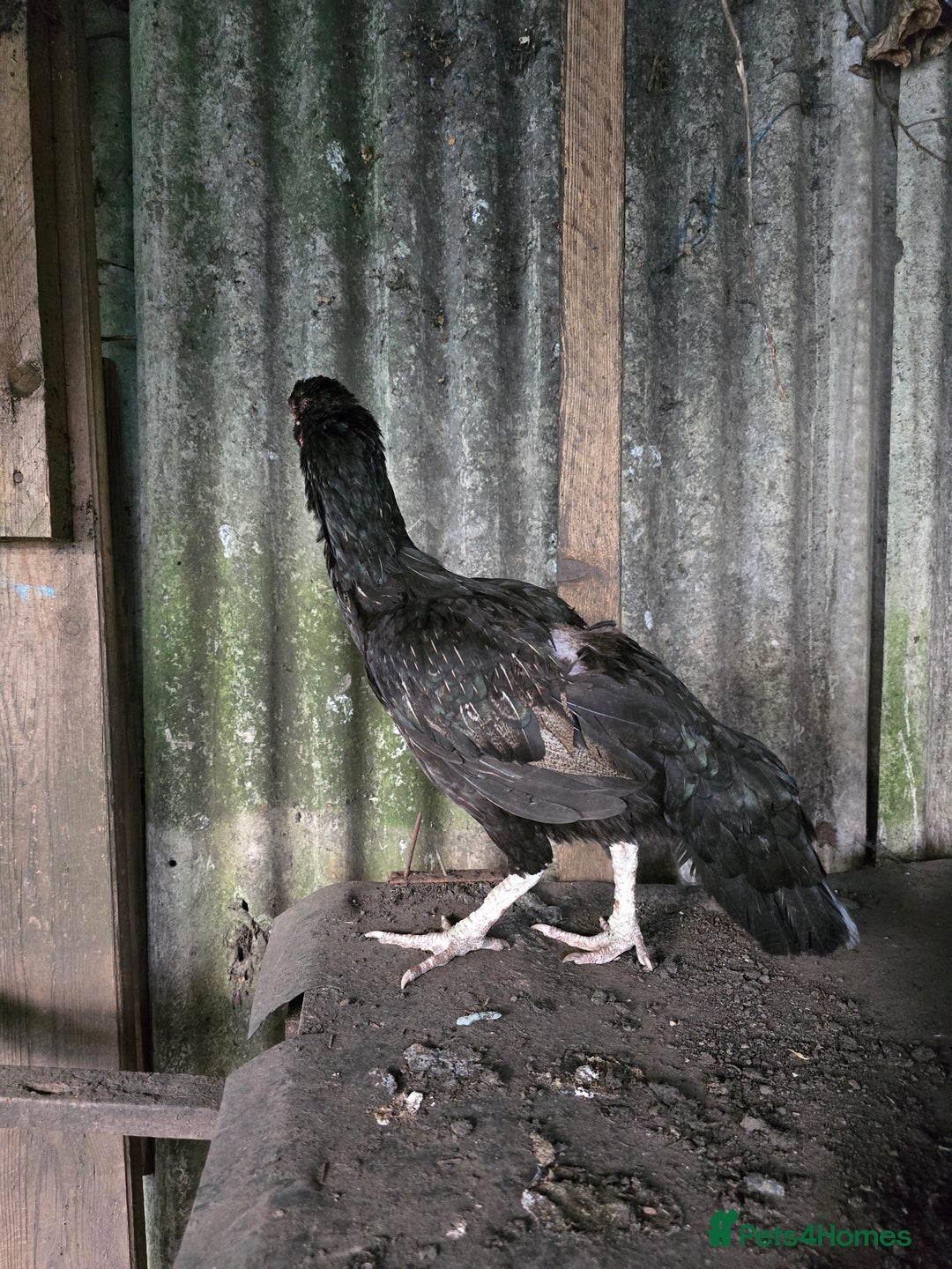 Softbills birds for sale: Shamo chicken - Image 3