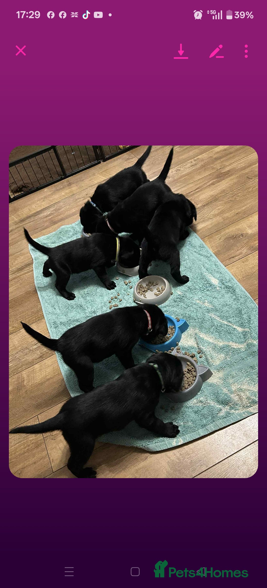 Labrador Retriever dogs for sale: Labrador 4 black males  - Advert 5