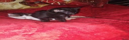 Mixed Breed cats for sale: Kittens are looking for homes  - Advert 8