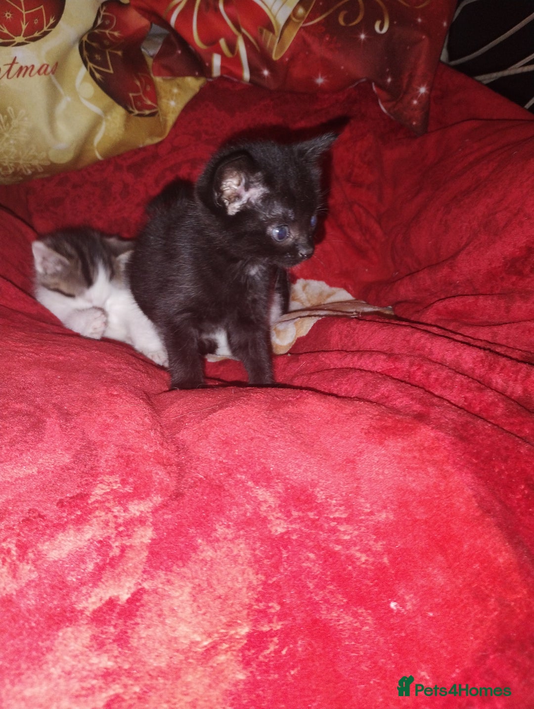 Mixed Breed cats for sale: Kittens are looking for homes  - Advert 8