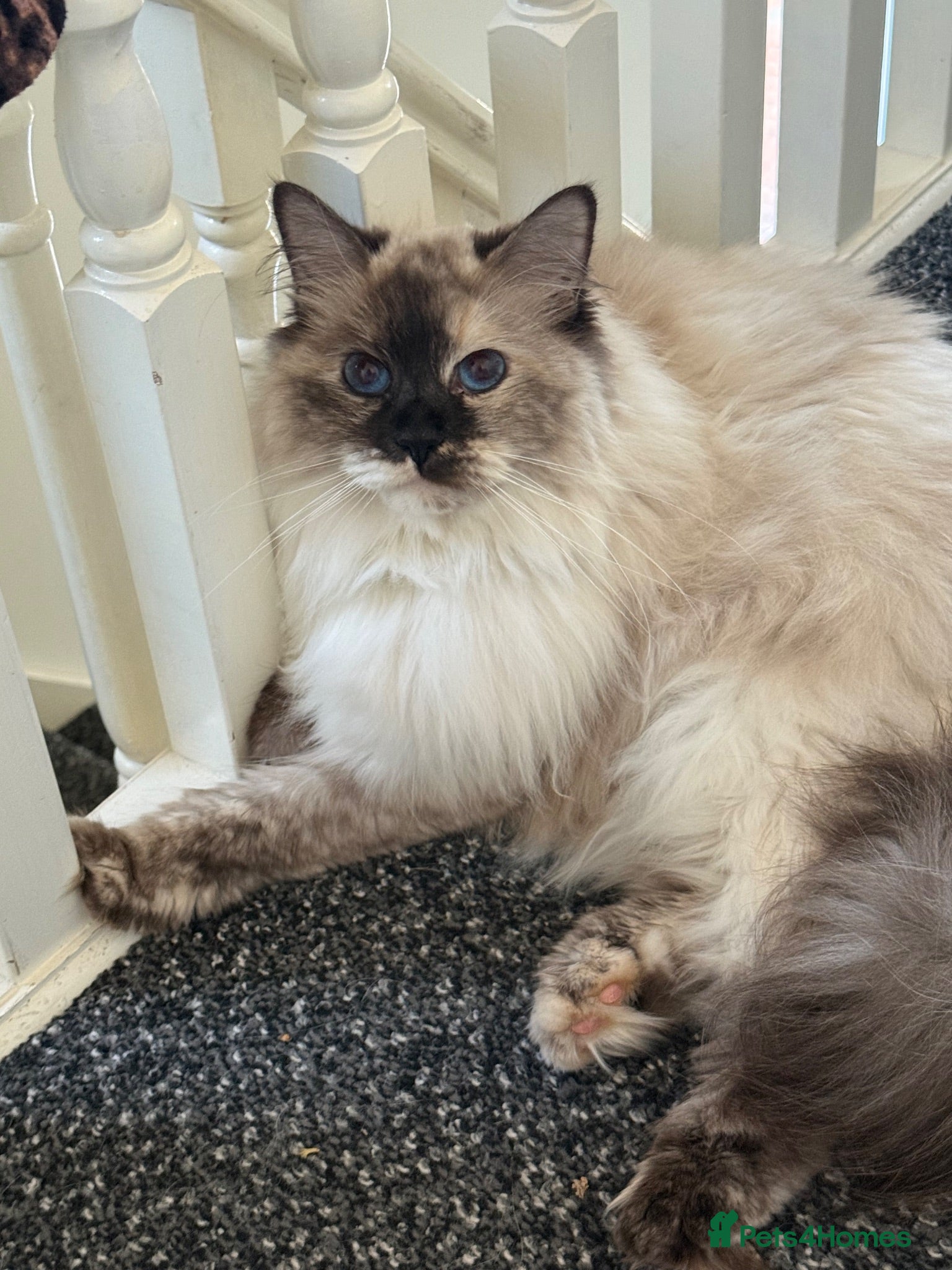 Siberian cats Sad sale 2 beautiful Siberian registered cats  - Advert 16