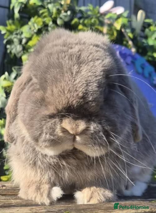 Mini Lop rabbits Lilac Otter Buck  - Advert 3