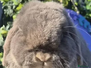 Mini Lop rabbits Lilac Otter Buck - Advert 3