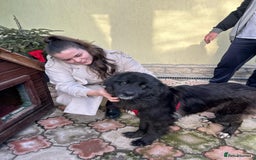 Mixed Breed dogs for adoption: 💝🐾💝🐾INTRODUCING STUNNING YOUNG GEORGIA💝🐾💝🐾 - Image 3