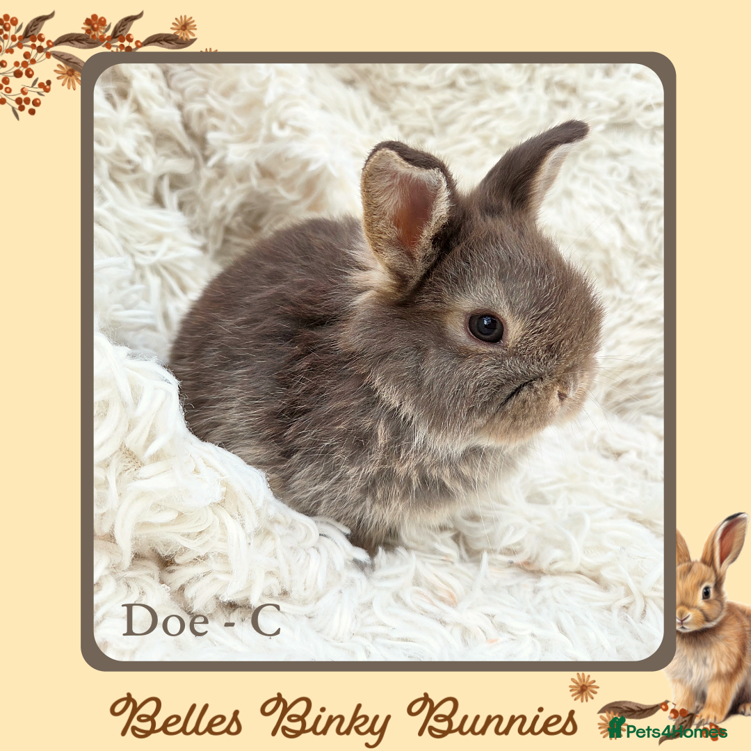 Mini Lop rabbits for sale: 🧡 SOLD 🧡 Baby Mini Lop 🧡 - Advert 1