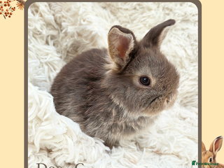 Mini Lop rabbits 🧡 Ready 23rd-24th Dec 🧡 Baby Mini Lop, Doe 🧡 - Advert 11