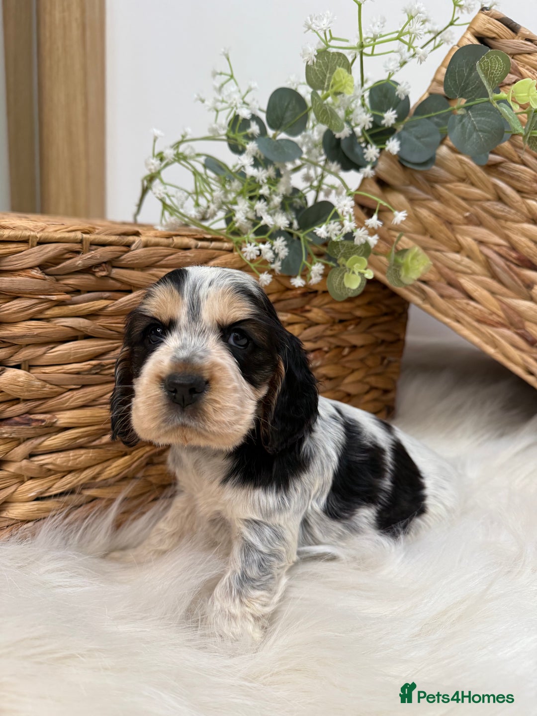Cocker Spaniel dogs for sale: Quality Health Tested KC Reg Show cocker spaniels  - Advert 8
