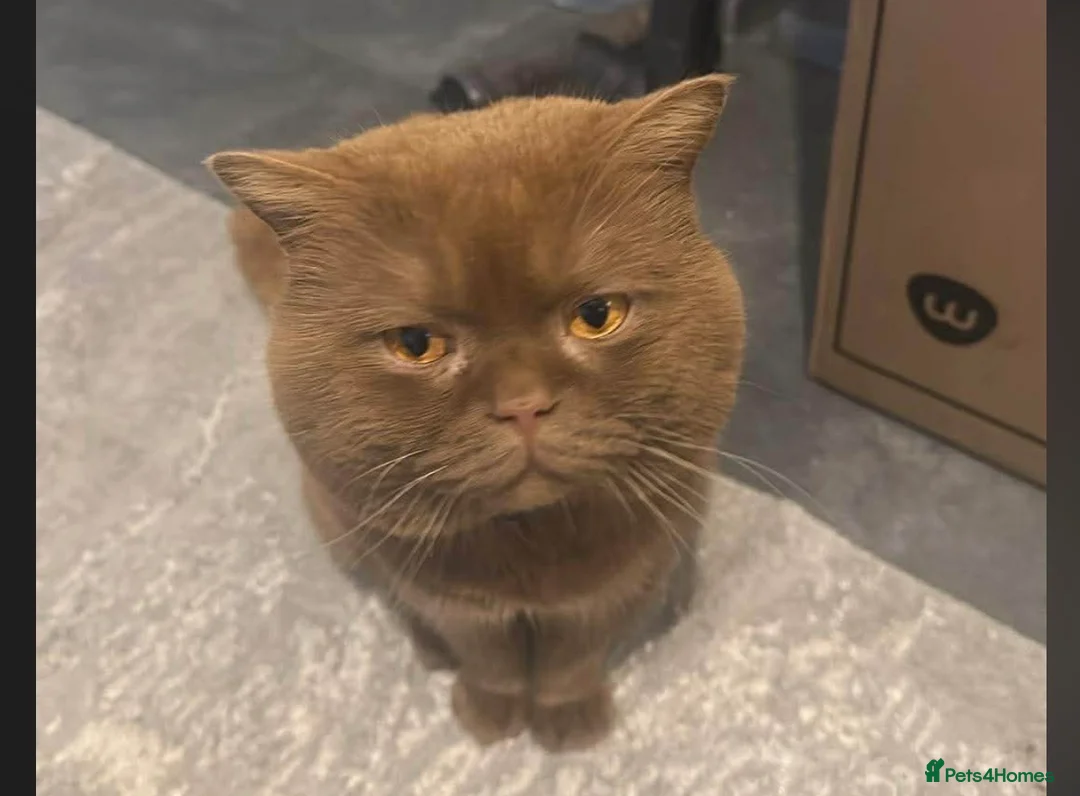 British Shorthair cats for sale: Cinnamon British shorthair girl last one left  - Advert 2