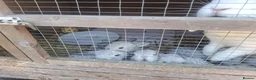 Mini Lop rabbits for sale: 6 mini lops for collection on 20th August 2026 - Advert 22
