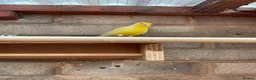 Canaries birds for sale: Cock Fife Canary in Northwich - Advert 4