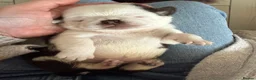 Pug dogs for sale: Kc lilac and choc pugs - 5 star licenced breeder - Advert 30