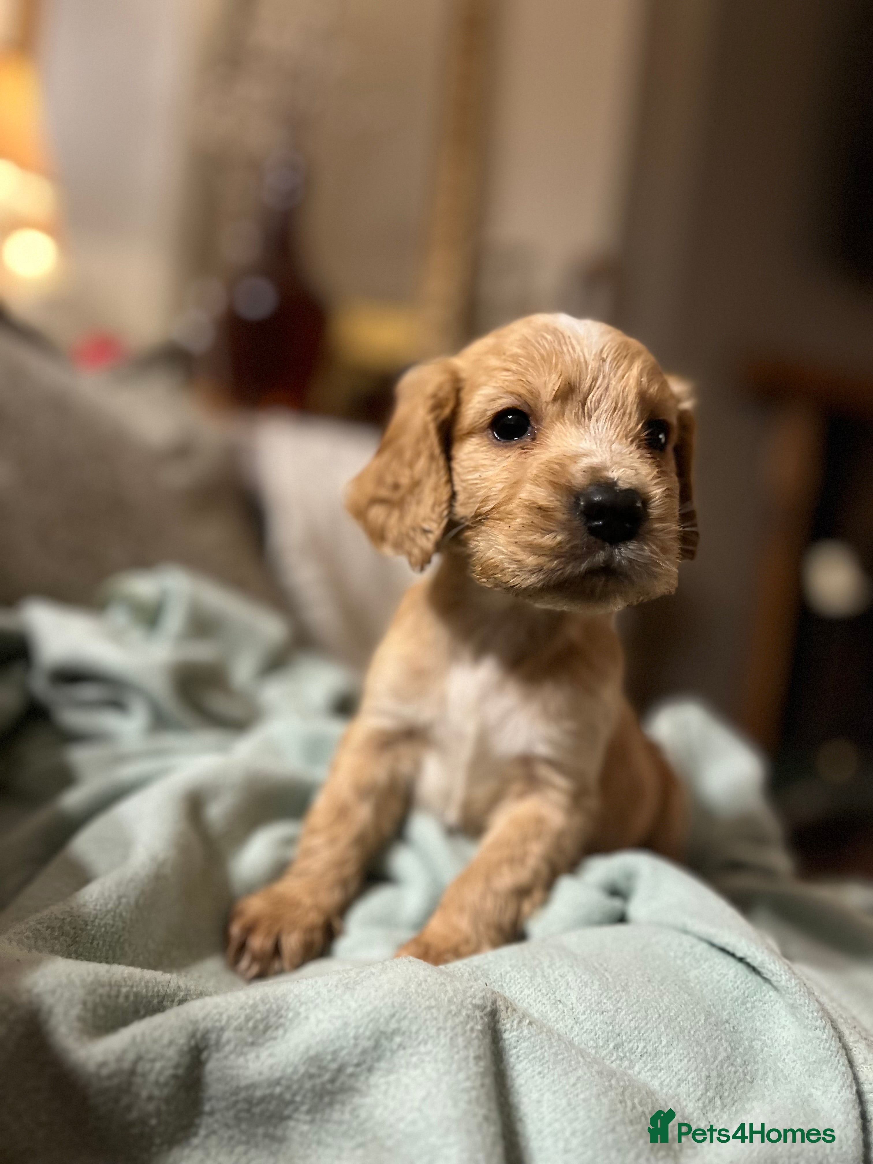 Cockapoo dogs BEAUTIFUL F1 COCKAPOOS - Advert 8