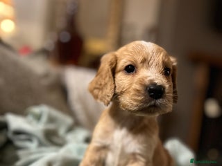 Cockapoo dogs BEAUTIFUL F1 COCKAPOOS - Advert 8