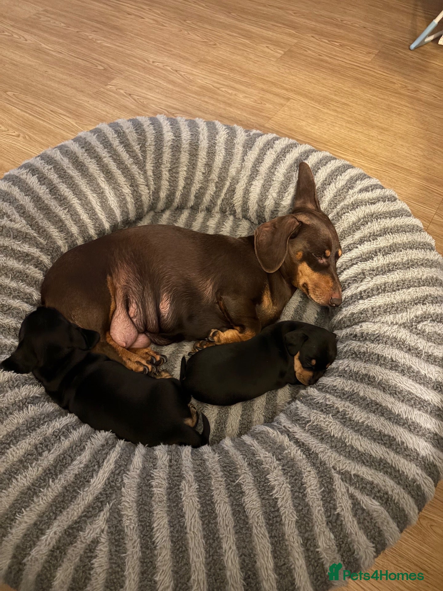Miniature Dachshund dogs Black and Tan beautiful miniature dachshunds - Advert 2