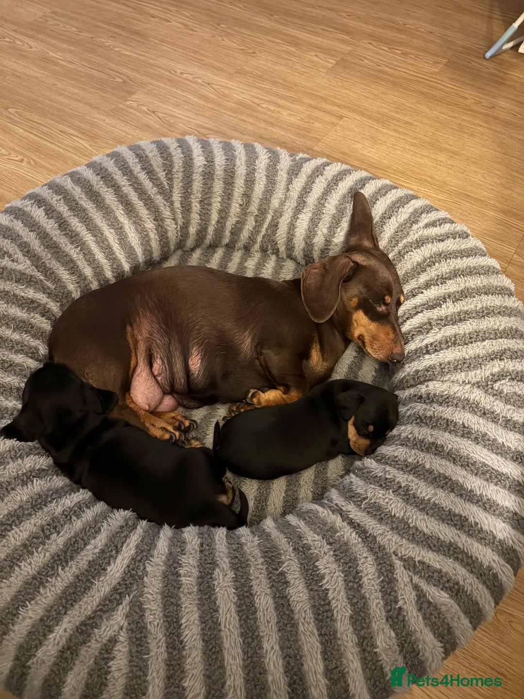 Miniature Dachshund dogs for sale: Black and Tan beautiful miniature dachshunds - Advert 1