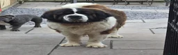 Saint Bernard dogs for sale: Adorable Teddy - Advert 2
