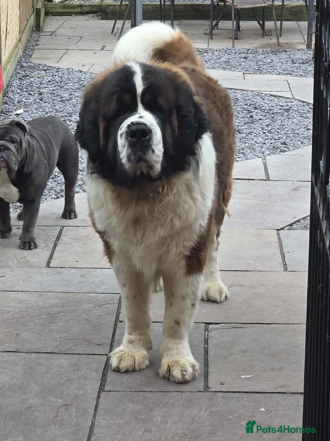 Saint Bernard dogs for sale: Adorable Teddy - Advert 2