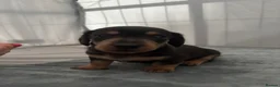 Miniature Dachshund dogs for sale: Beautiful Miniature Dachshund Puppies – Ready Soon - Advert 22