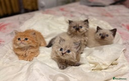 Mixed Breed cats for sale: Ragdoll X Persian kittens  - Image 9