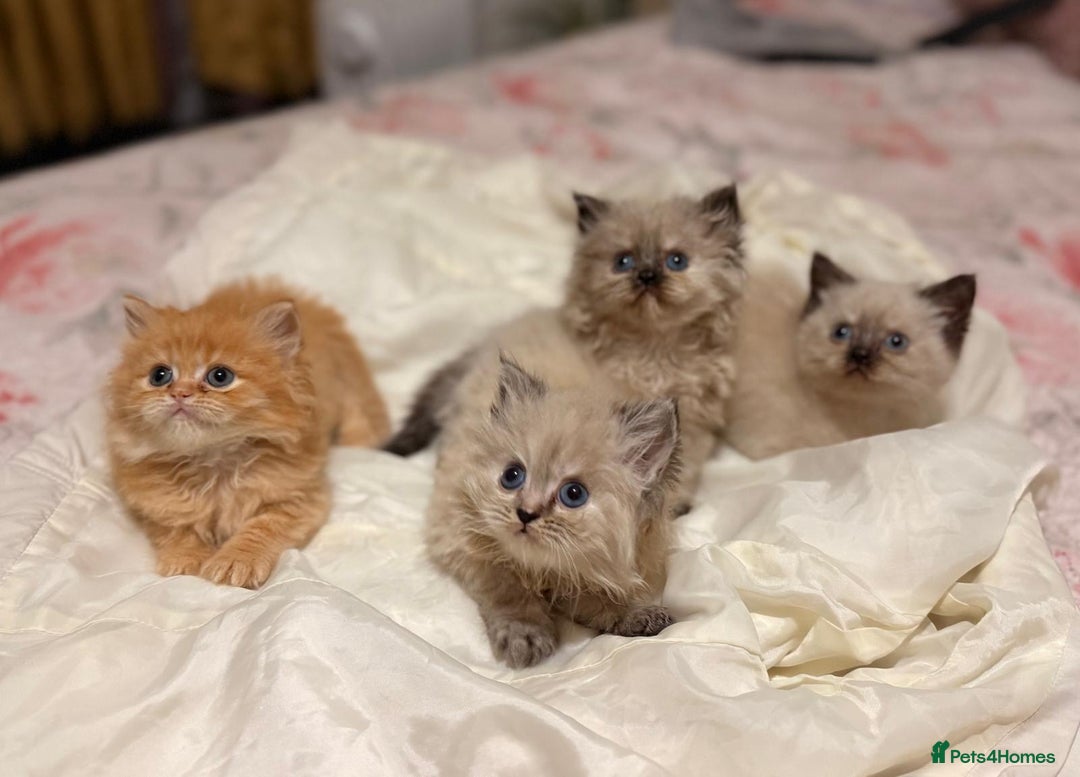 Mixed Breed cats for sale: Ragdoll X Persian kittens  - Image 9