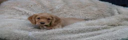 Cocker Spaniel dogs for sale: Gorgeous Working Cocker Spaniel Pups  - Advert 14