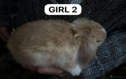 Mini Lop rabbits for sale: Friendly, Handled, Beautiful Baby Bunnies for Sale - Image 8