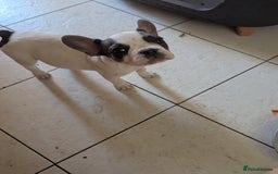 French Bulldog dogs for sale: 2 French Bulldog Puppies for Sale in Bootle - Image 6