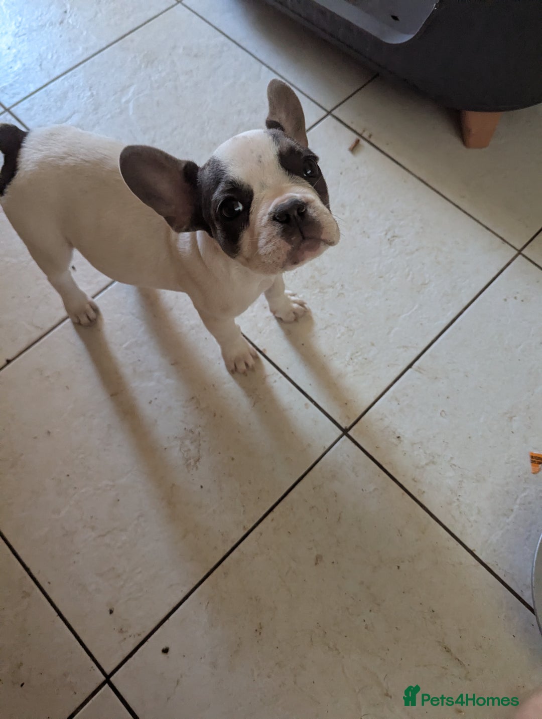 French Bulldog dogs for sale: 2 French Bulldog Puppies for Sale in Bootle - Image 6